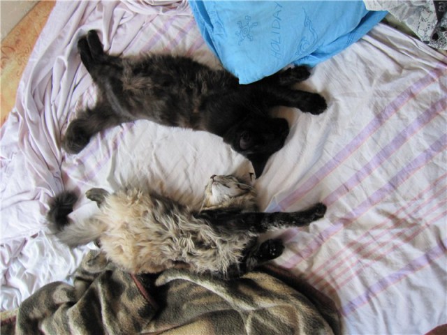 Котовторник 15-09-2015 !