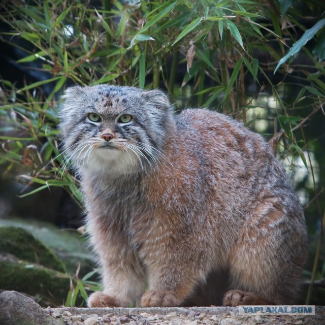 Дикий котовторник