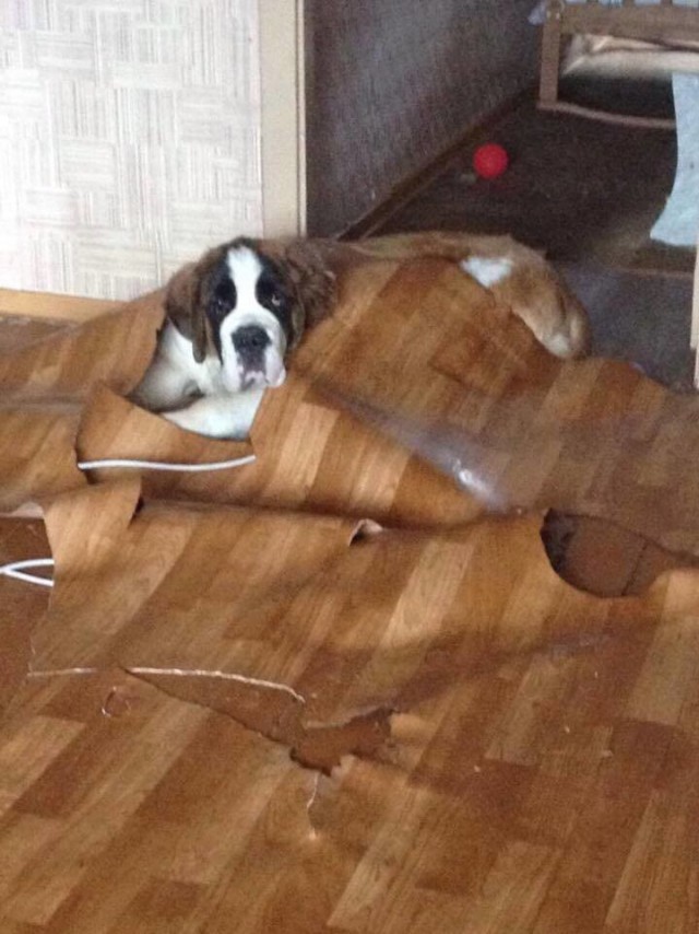 Картинки из интернета...