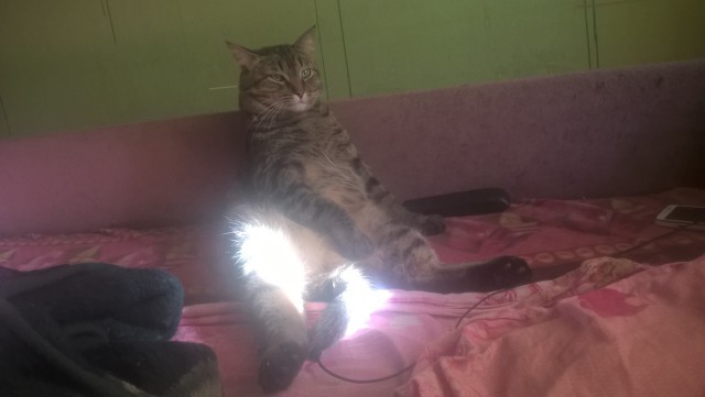 Кото-вторник 24 Мая 2016го :)