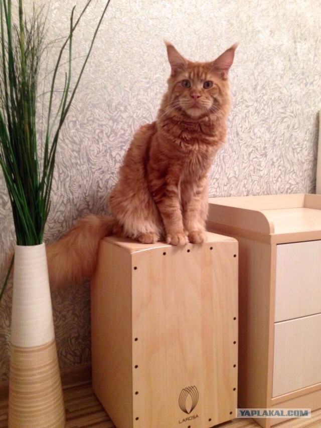 Мы пришли к вам из древних легенд. Мейн-куны