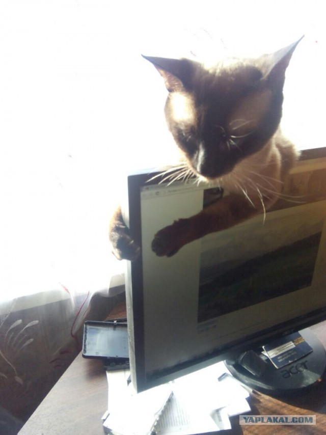 Котовторник 30.08.2016