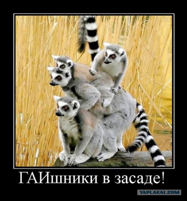Картинки в черной рамке