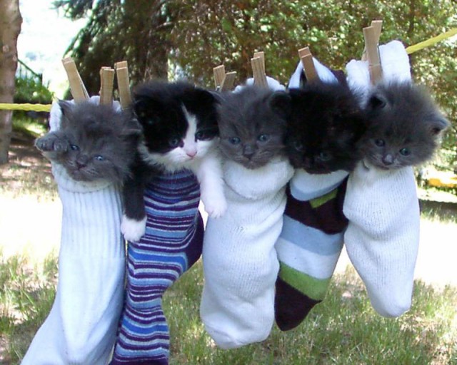 Коты из сети