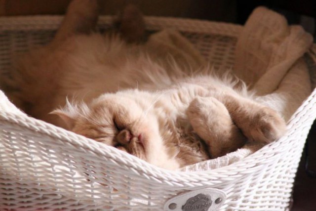 Коты из сети