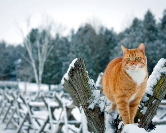 Коты из сети