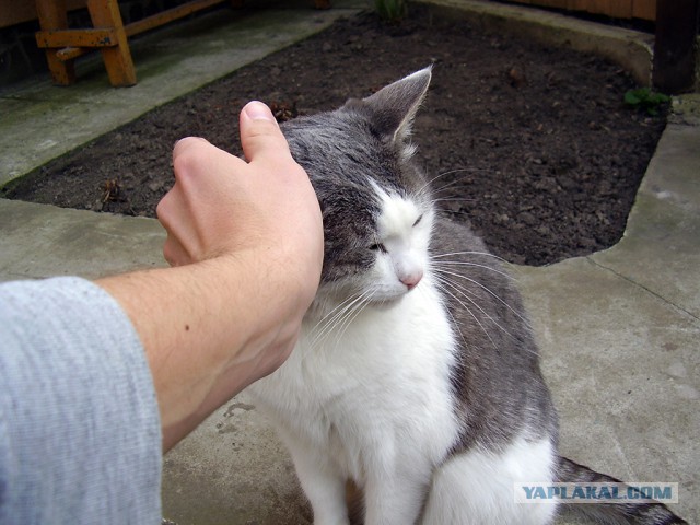 Котовторник 14.03.2017