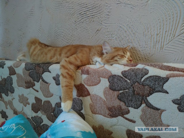 Котовторник 11/04/2017