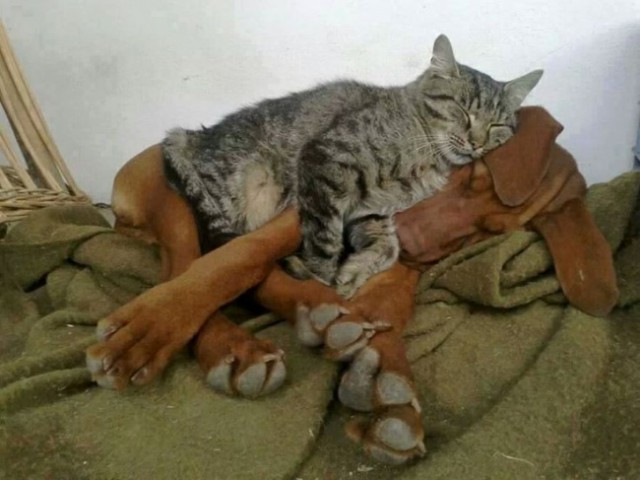 Коты и Кошки