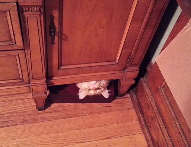 Коты и Кошки