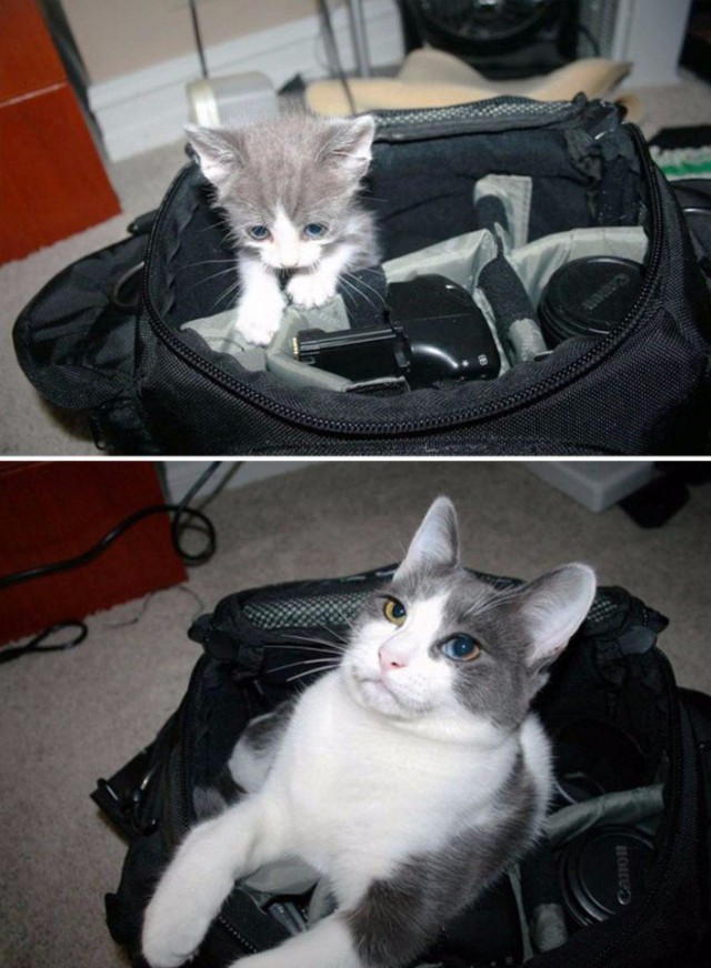 Коты и Кошки