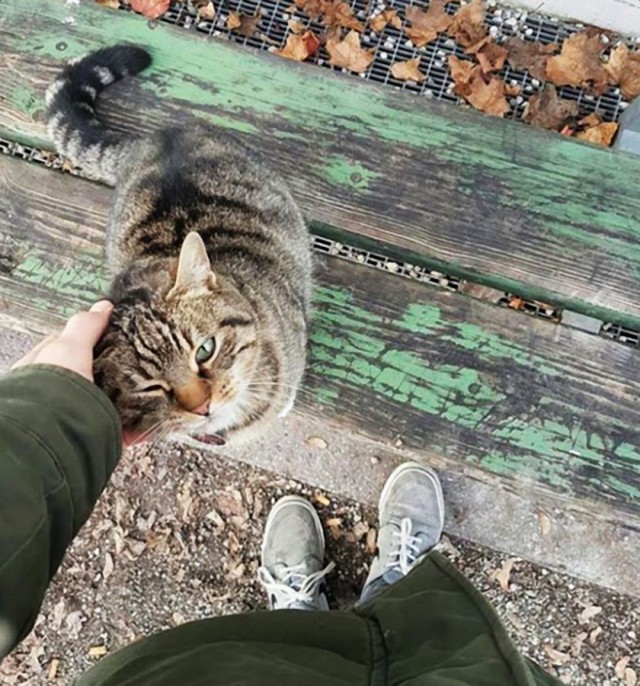 Коты и Кошки