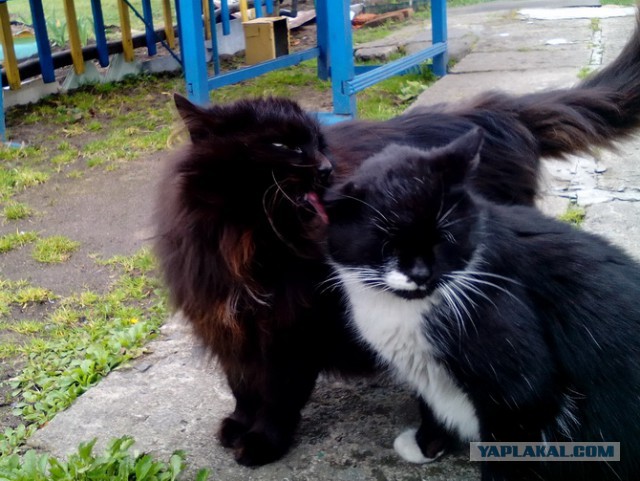 Котовторник 28.11.2017