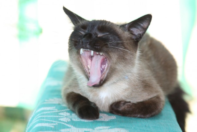 Котофото, сделанные в нужный момент