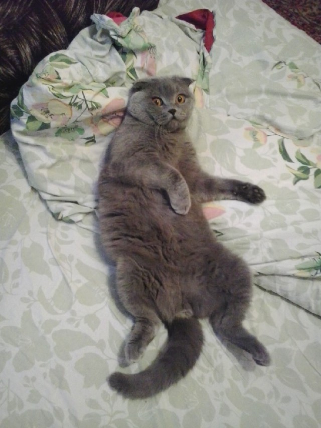 Давай заведем кота