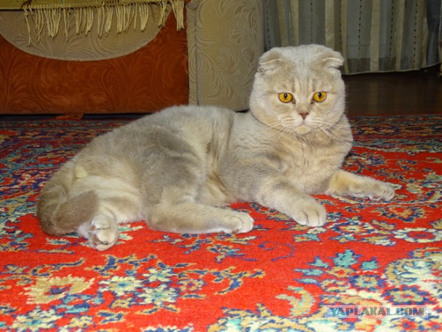 Давай заведем кота