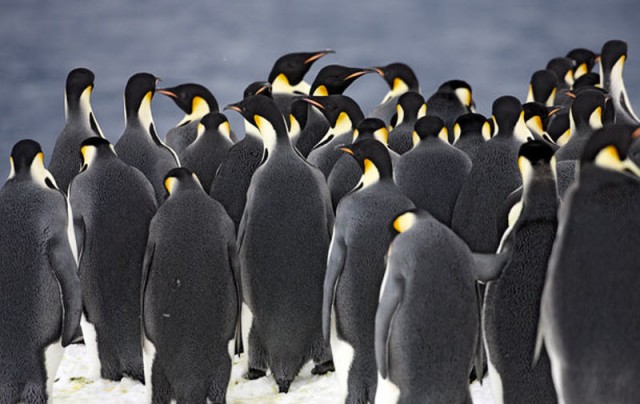 Императорские пингвины: антарктическая редкость