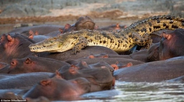 Безбашенный крокодил-наездник