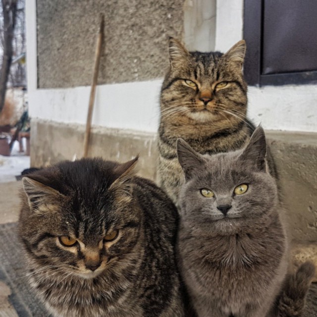 Прикольных котов пост