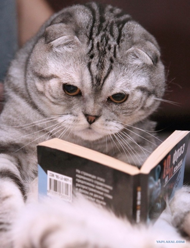 Котовторник (31.01.2012)