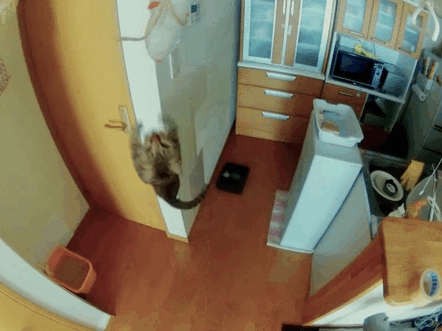 КотЭ Трюкач