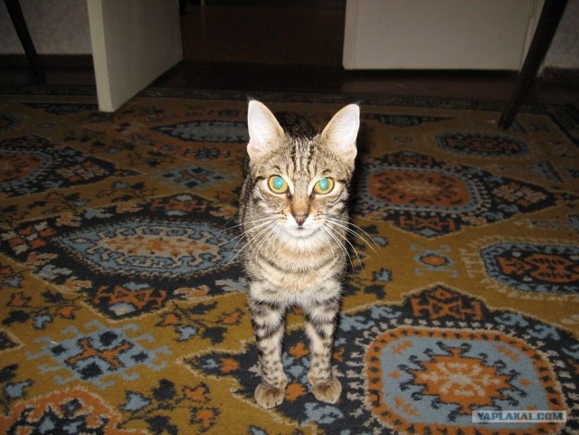 Котовторник 31.07.2012 г.