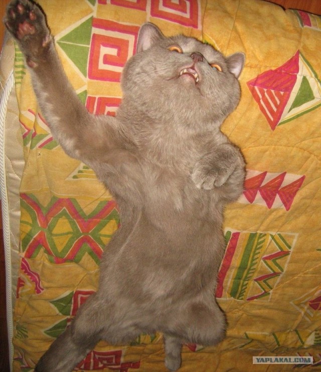 Котовторник  28.08.12