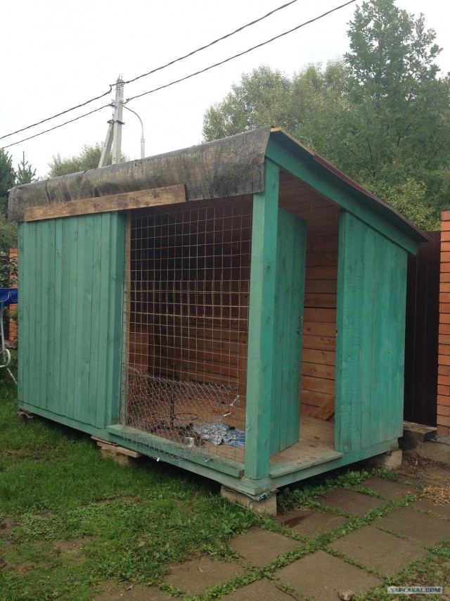 Собакочетверг!