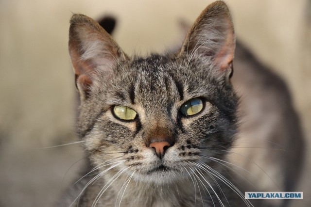 Кто?! Кто посмел обидеть маленького?!