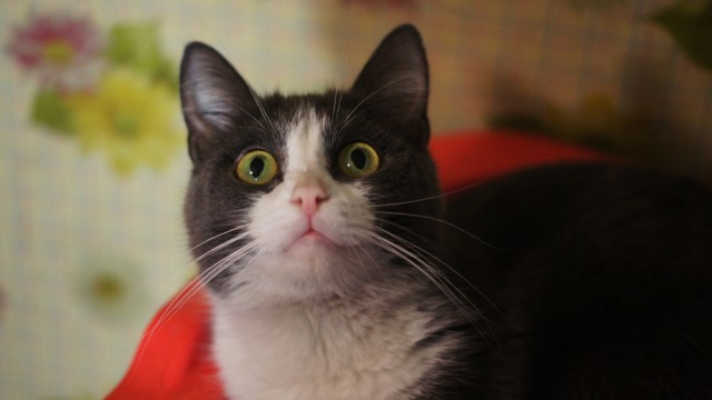 Чо, поцоны? Котовторнег?!
