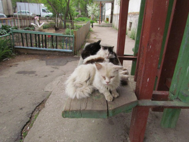 Живность из сети