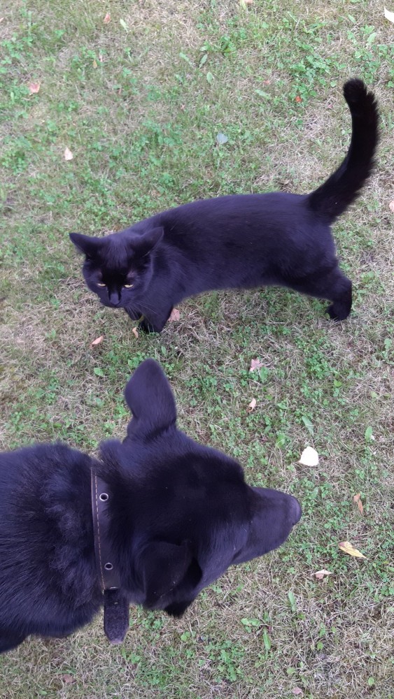 Paзнoвиднocти тьмы