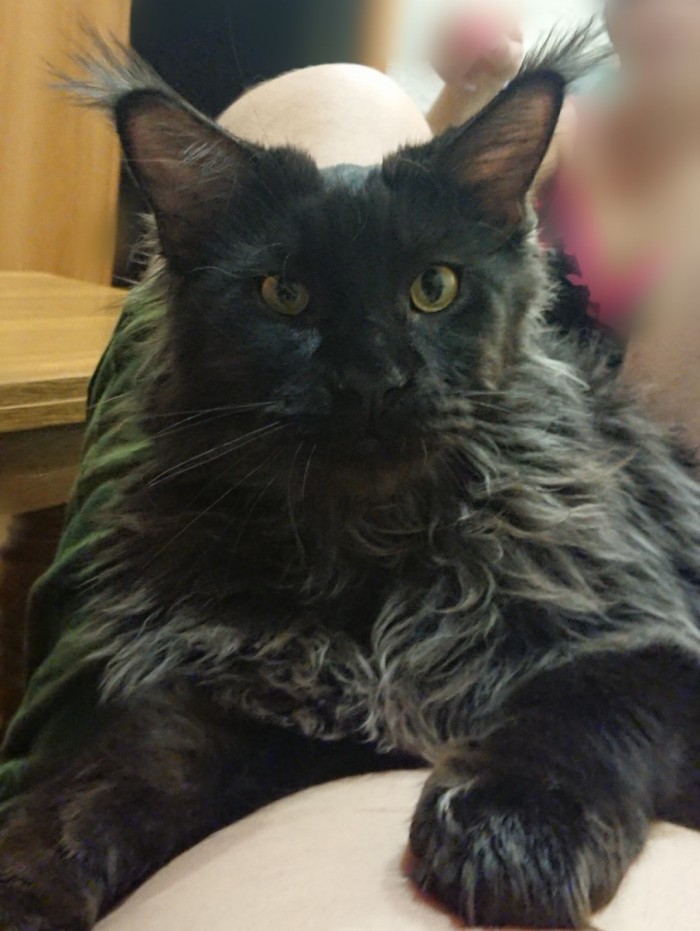 Мой котяра!