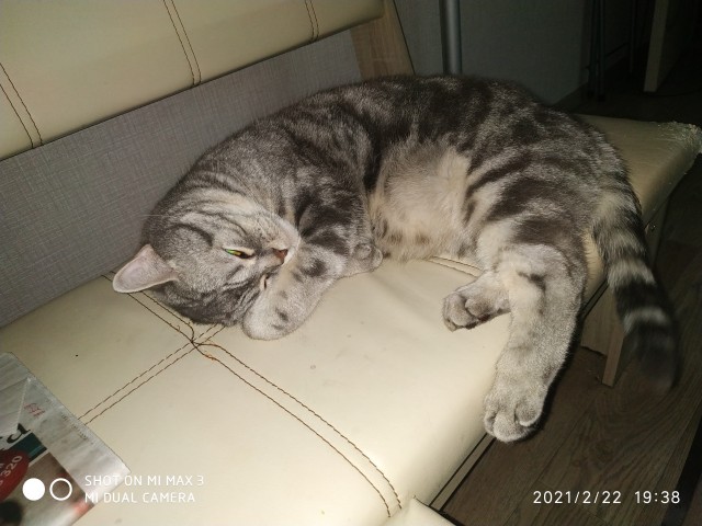 Котовторник!