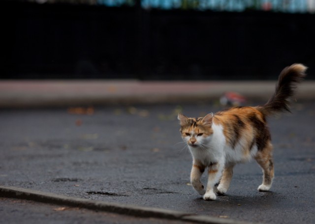 Котовторник 14.09.2021
