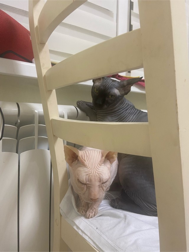 Господа и дамы ЯПа! Котовторник у нас начался! Отойдите от политоты и давайте котиков побольше!