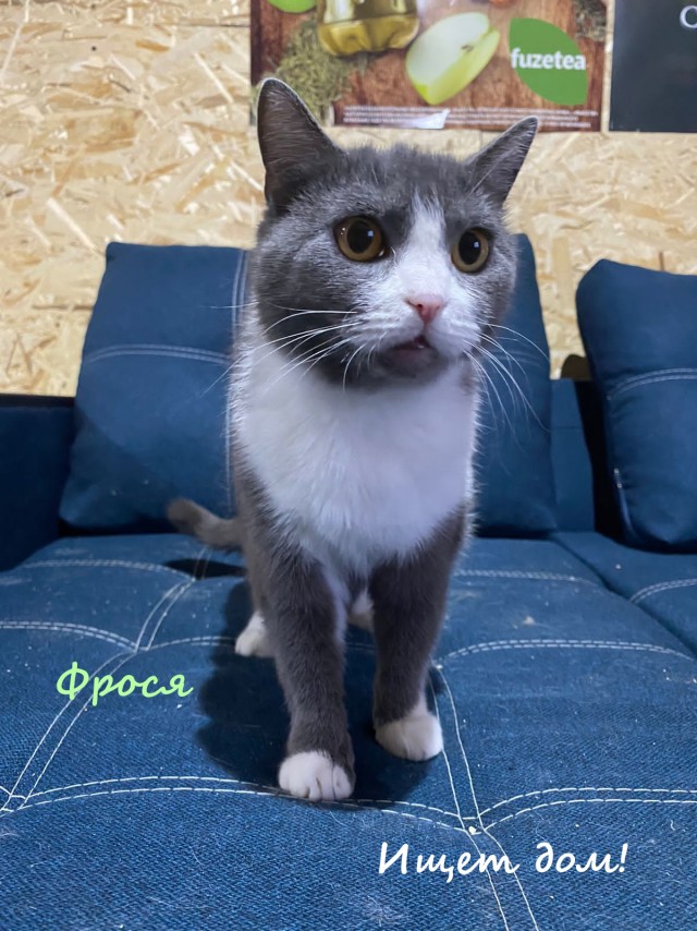 Жизнь домашнего приюта "Котоленд" 326