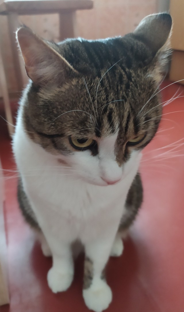 Котовторнику быть