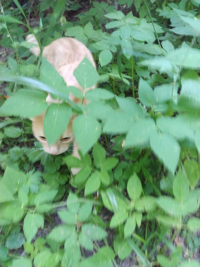Лето и коты