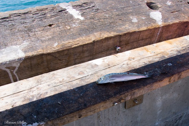 Калифорния.