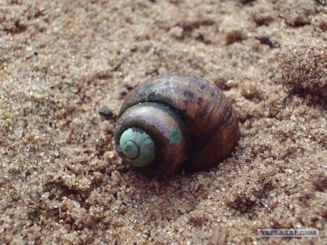 Южный берег Крыма