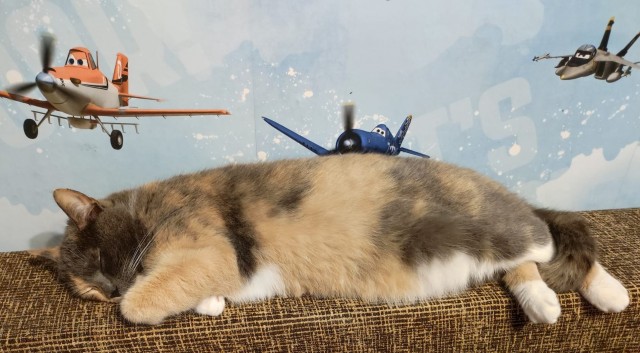 Вторник, сэр кот
