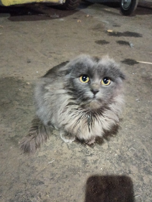 Охапку котов вам для полного счастья