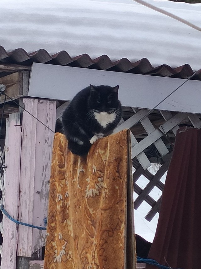 Много дел у кота на даче...
