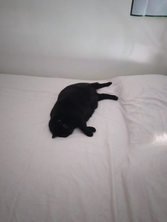 Начинаем котофторник?