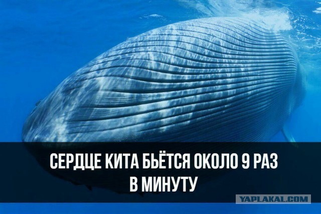 Синий кит: Наша планета не видела более крупного существа. Какое бытие у левиафана весом в 150 тонн?