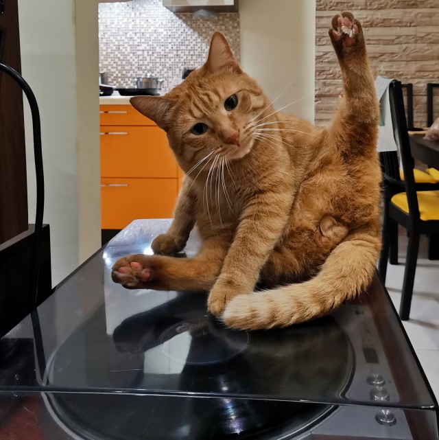 В Лондоне прошел ежегодный фотоконкурс «Comedy Pet Photography Awards»