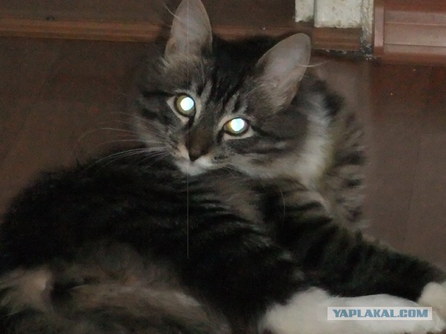 Котовторник 23.04.2013