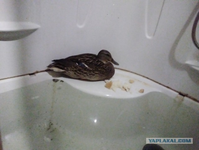 Спас тупую утку, вопросы по содержанию