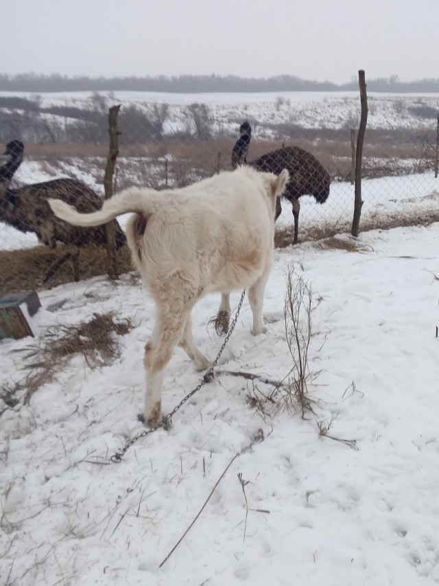 Самую красивую корову выбрали в Якутии